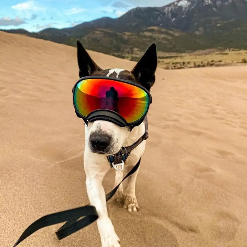 Golden Retriever wearing adjustable dog sunglasses outdoors